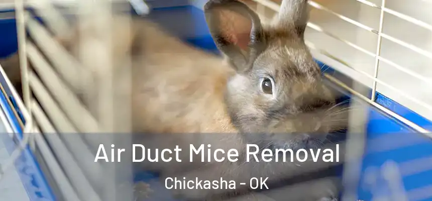  Air Duct Mice Removal Chickasha - OK